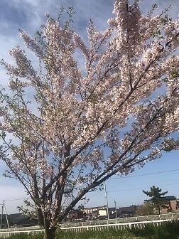 5/6登別の自宅付近の桜