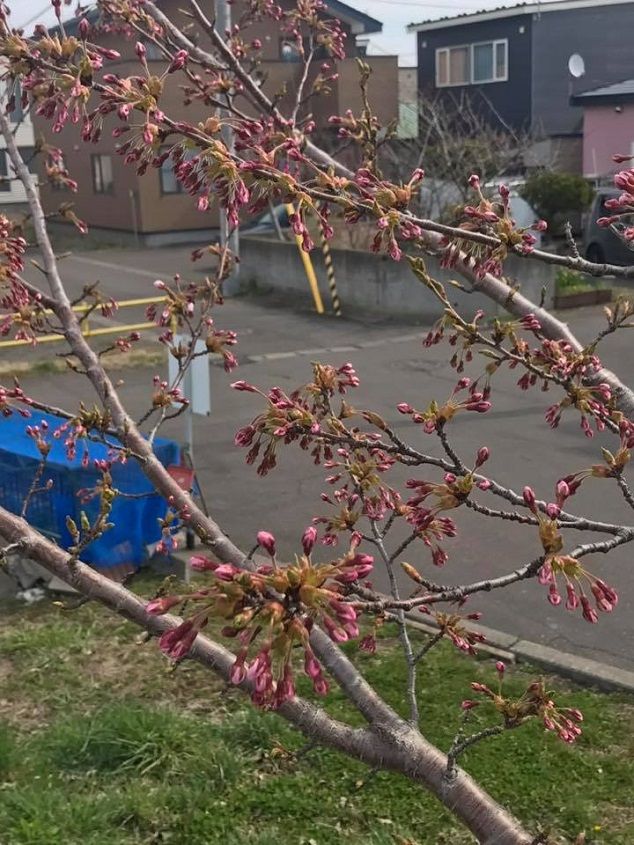 4月30日の桜