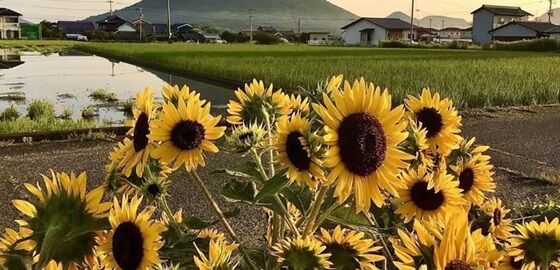 ひまわりの約束
