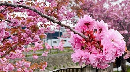 5月15日の登別の桜