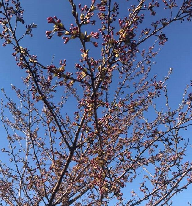 4/27¤Î¼«Âð¶á¤¯¤Îºù