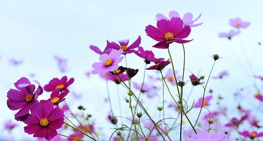 誰かのあかい花になるために