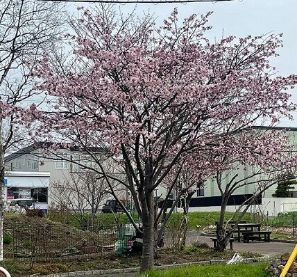 4/25の室蘭市の桜