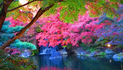 秋の日本庭園