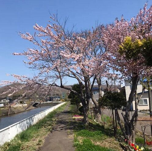 5/6登別の自宅付近の桜