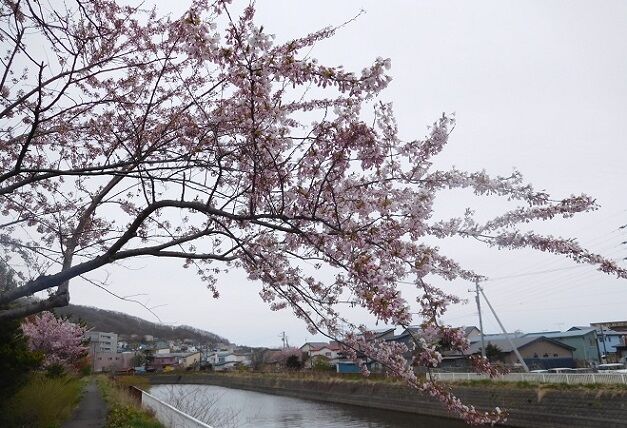 5/5登別の自宅付近の桜