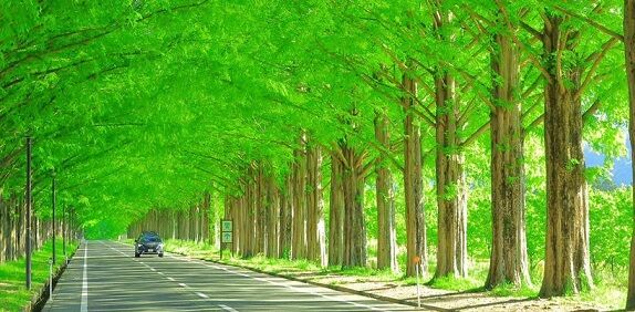 新緑の道