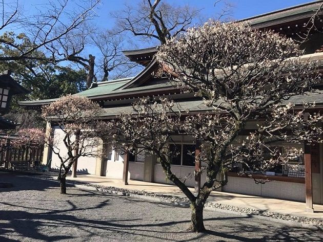 三島大社の桜