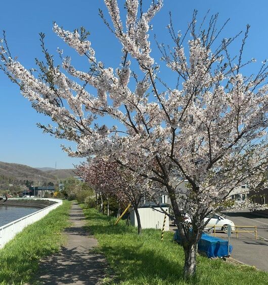 エゾヤマザクラ