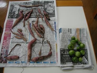 デイの収穫