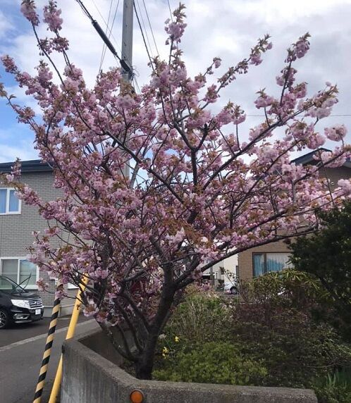 5/11朝の自宅前の八重桜