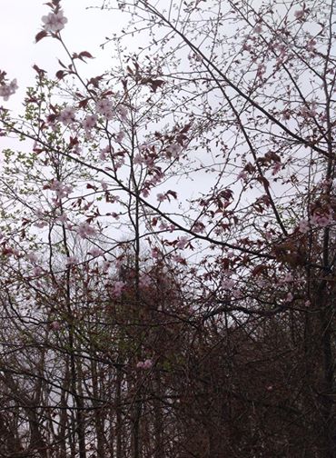 緑風園の桜