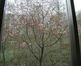 �����Ἴ���鸫�����