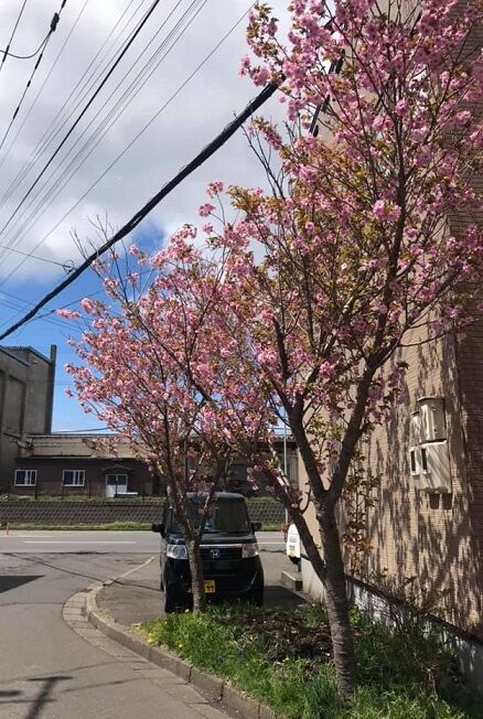 5/10の登別の桜