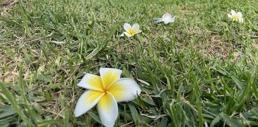 誰かの花になる介護