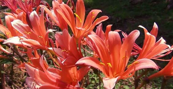 ï���ο��˺餯��