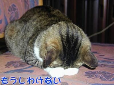 もうしわけない