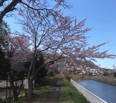 登別市鷲別町の桜