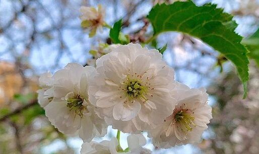 子福桜(コブクザクラ)