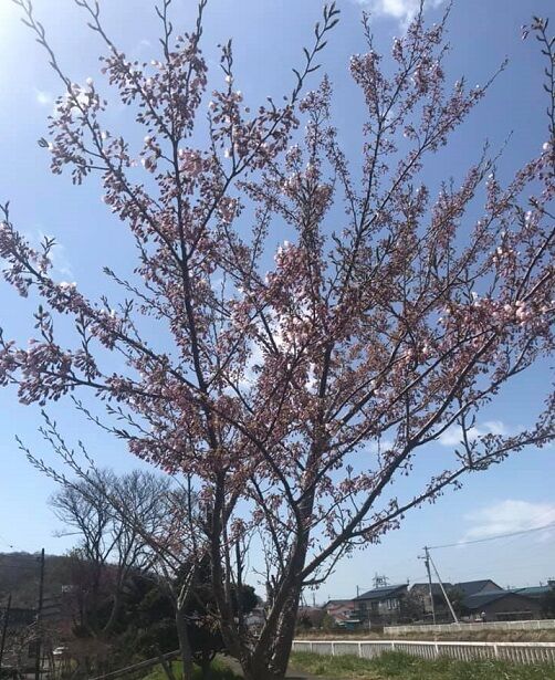 5/1の自宅近くの桜