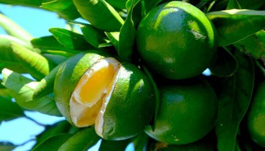 ³ä¤ì¤¿²Ì¼Â