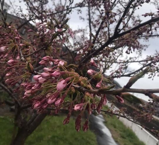 4/30の自宅近くの桜