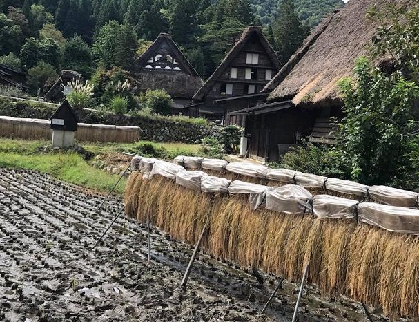 稲干しと合掌造りの家