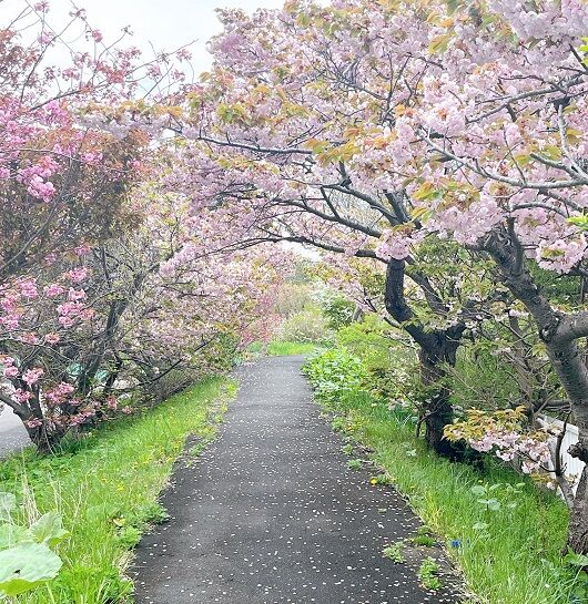 5月15日の登別の桜