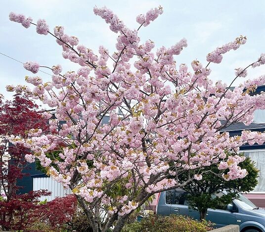 5月15日の登別の桜