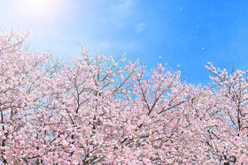 cherry-blossom_00009