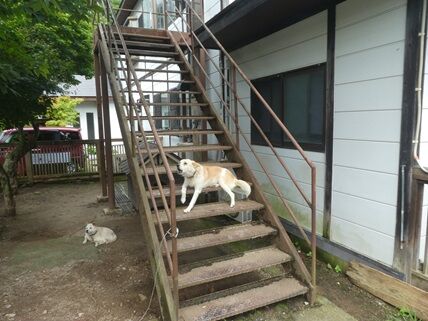 hoshinoya2