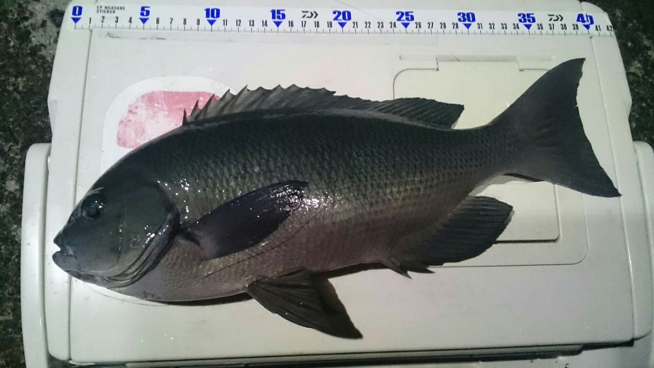 釣り仲間があげた40cmの尾長メジナ けっこう誇れるサイズ 見ていたこちらも嬉しくなる とびうお 釣り仲間があげた40cmの尾長メジナ けっこう誇れるサイズ 見ていたこちらも嬉しくなる とびうお
