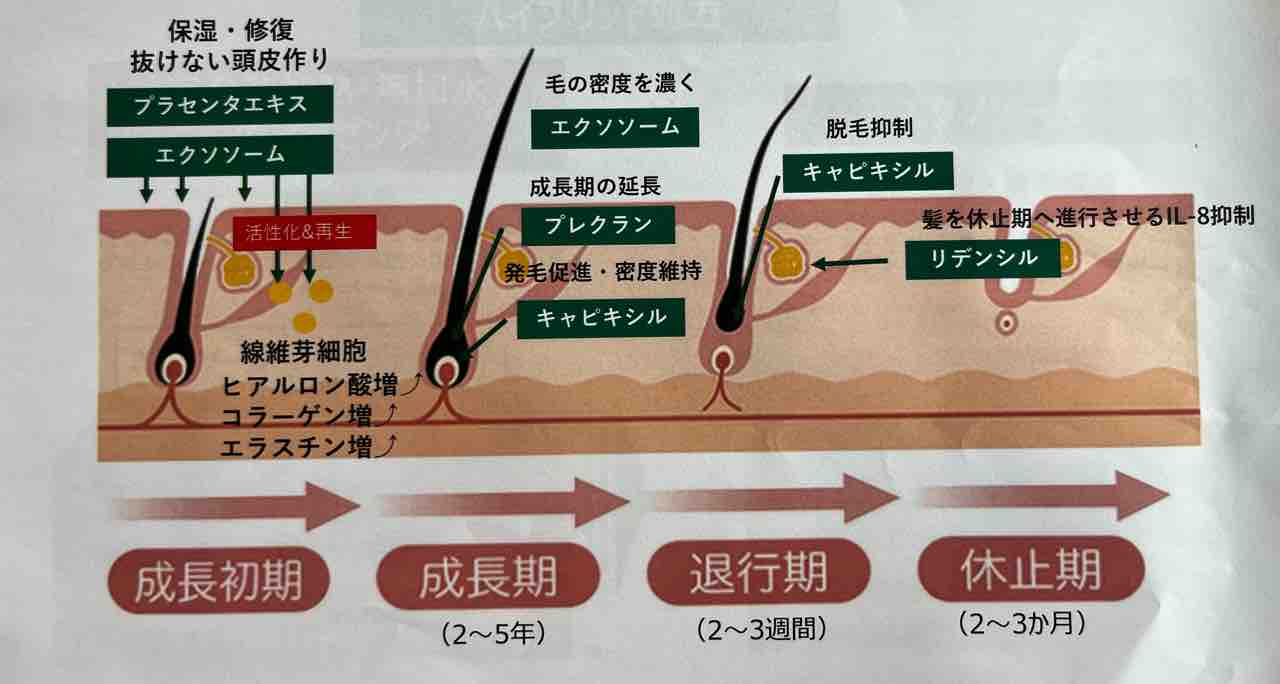 イチノ　スカルプシナジーエッセンス イチノ スカルプシナジーエッセンス - FUJISAKI online