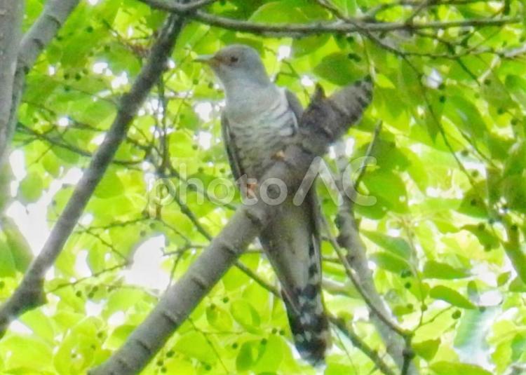 日々雑感 野鳥の鳴き声 その 不如帰 ホトトギス 次回 鶯 ウグイス 小綬鶏 コジュケイ 21富士のふもとからぷらぷら歩き記 名城訪問記 街道歩き記 雑感記