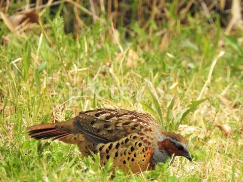 野鳥の鳴き声 その 小綬鶏 コジュケイ は外来種 21富士のふもとからぷらぷら歩き記 名城訪問記 街道歩き記 雑感記 野鳥の鳴き声 その 小綬鶏 コジュケイ は外来種 21富士のふもとからぷらぷら歩き記 名城訪問記 街道歩き記 雑感記