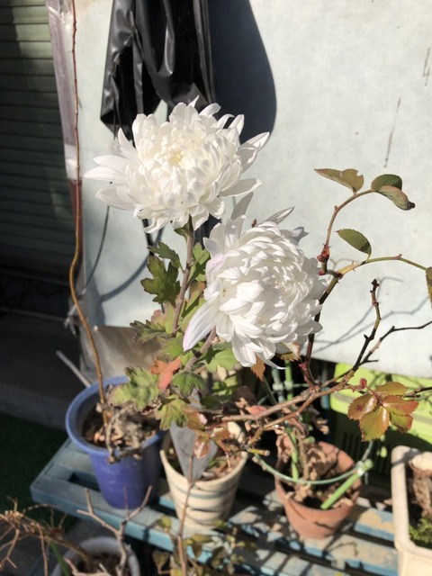 WeChat Image_20190124223140