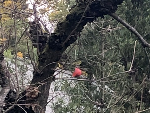 IMG_0062__ADBEBB69-C923-4175-B5BF-D857E954771D-001