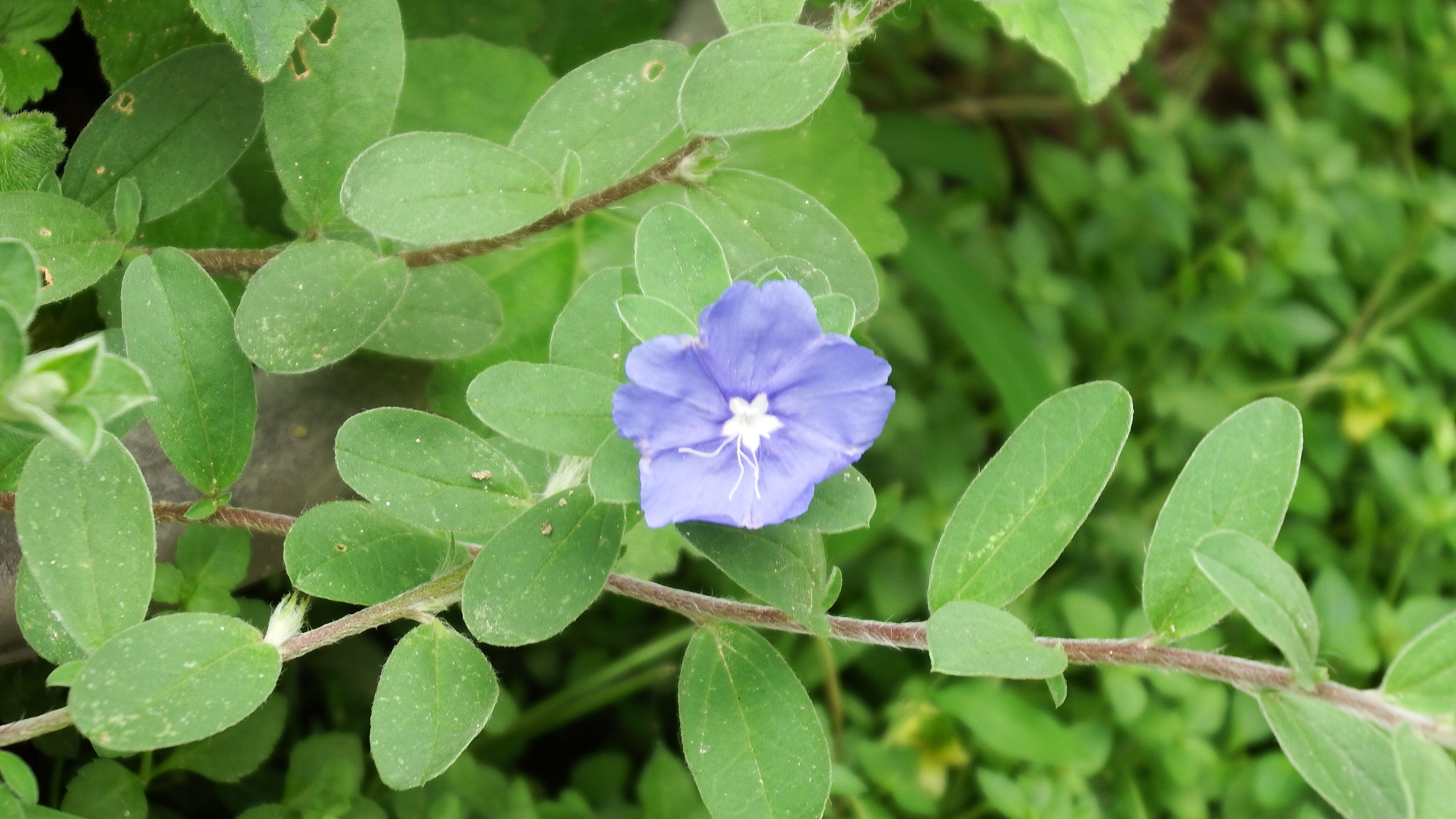 アメリカンブルーの花 マー坊のリハビリ写真撮り歩き日記 アメリカンブルーの花 マー坊のリハビリ写真撮り歩き日記