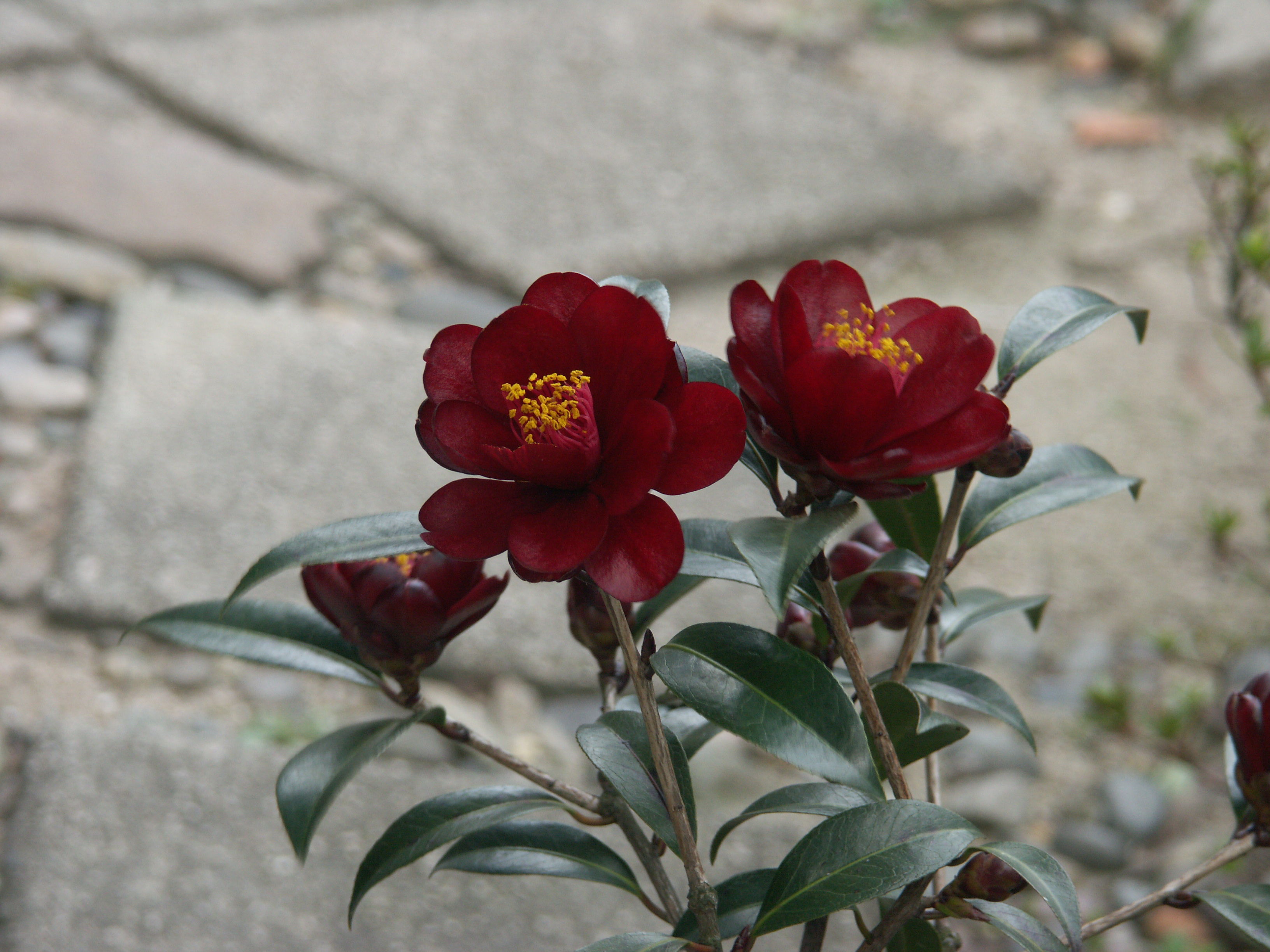 黒椿の花 マー坊のリハビリ写真撮り歩き日記 黒椿の花 マー坊のリハビリ写真撮り歩き日記