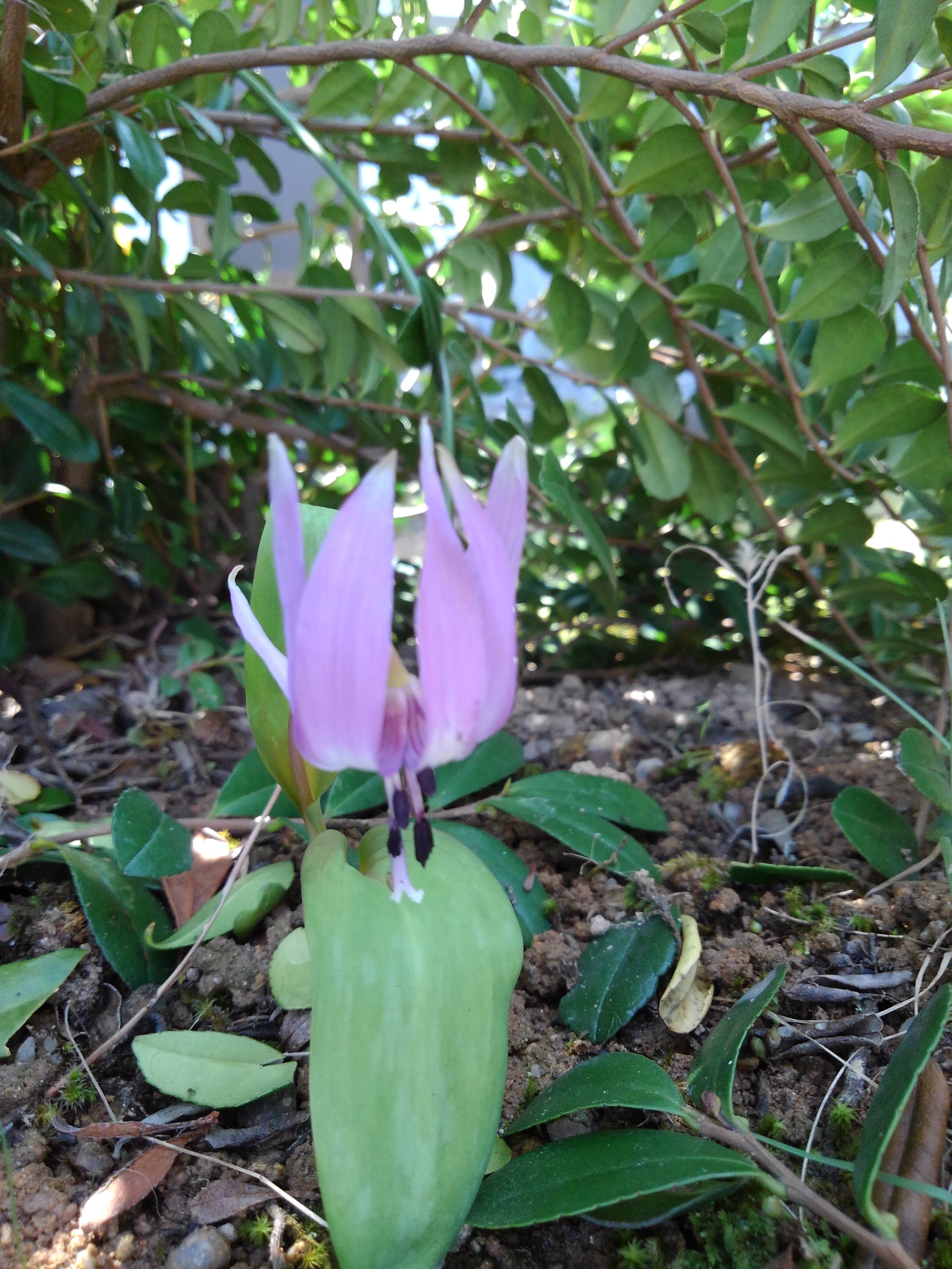 カタクリ マー坊のリハビリ写真撮り歩き日記