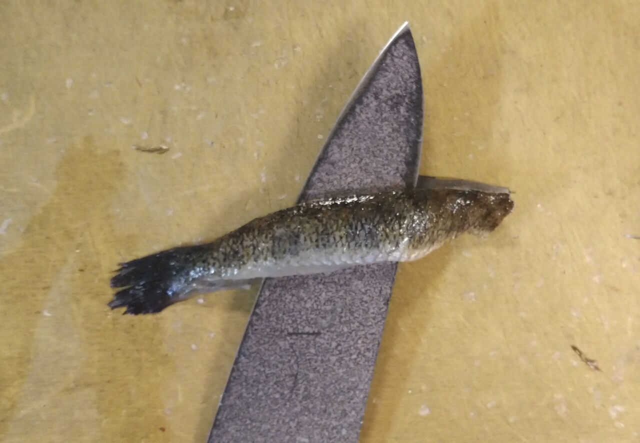 境港総合技術高校１年生調理実習 味処美佐 日々いろいろ