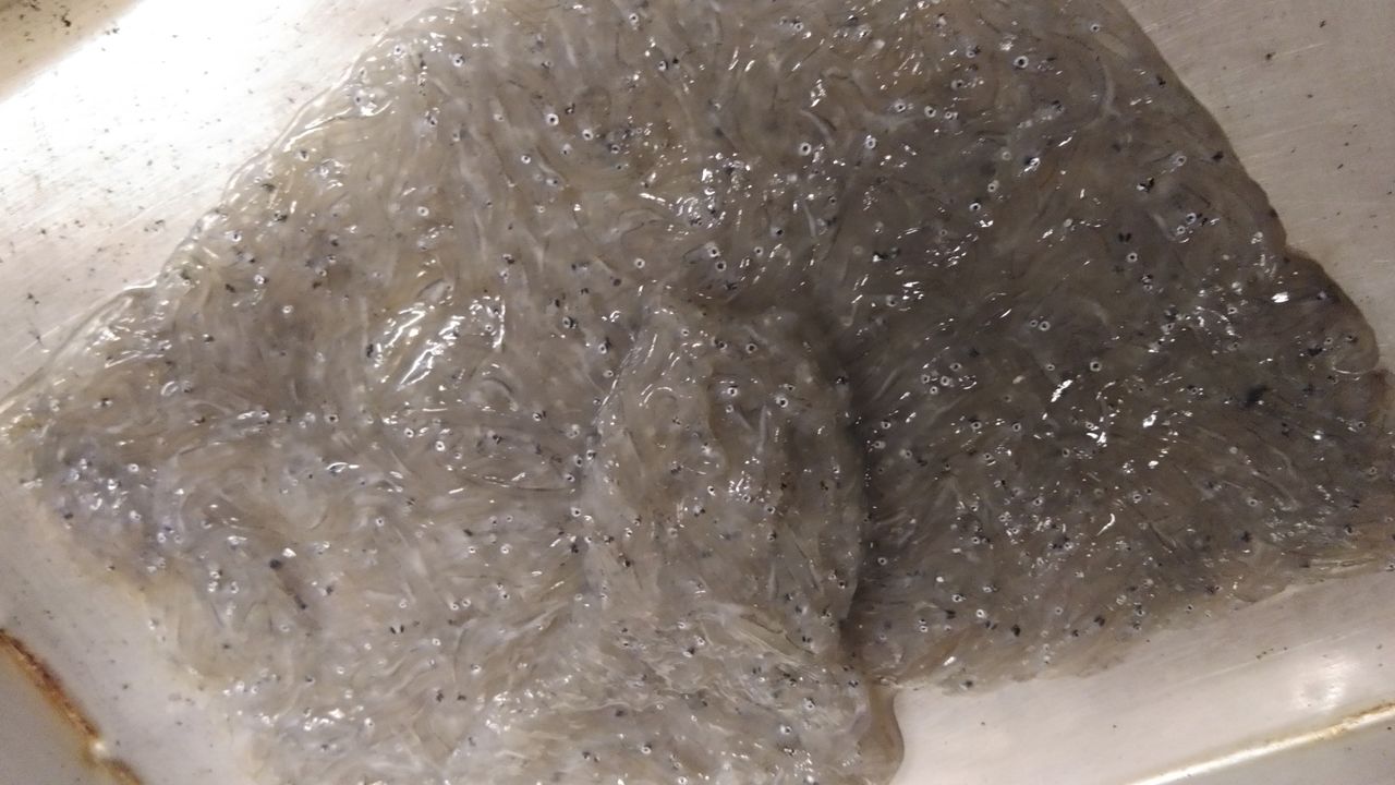 旬の魚を食べる会 味処美佐 日々いろいろ