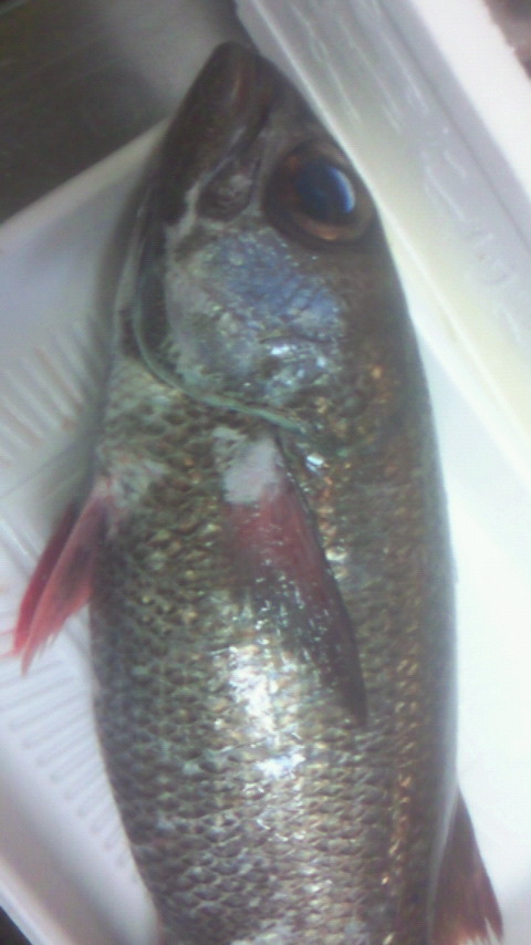 クロムツ 富山湾の魚達 居酒屋金剛 板長のブログ