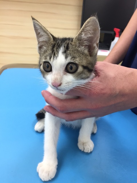 清水子猫　2018.06.26