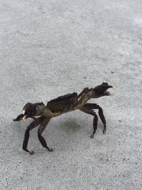4516374e.jpg