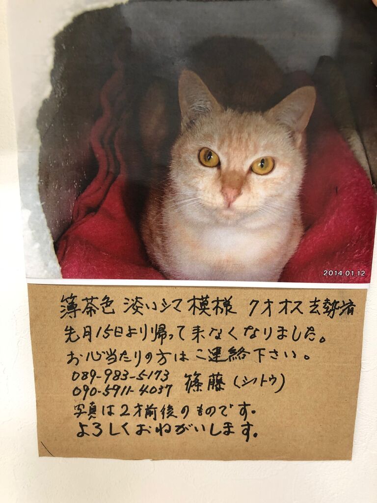 ネコちゃんを捜しています まさき動物病院
