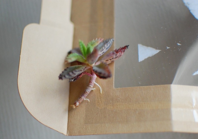 DSC_5902_copy_1504x1000