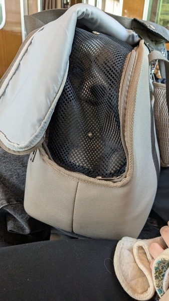 PXL_20250429_044514705