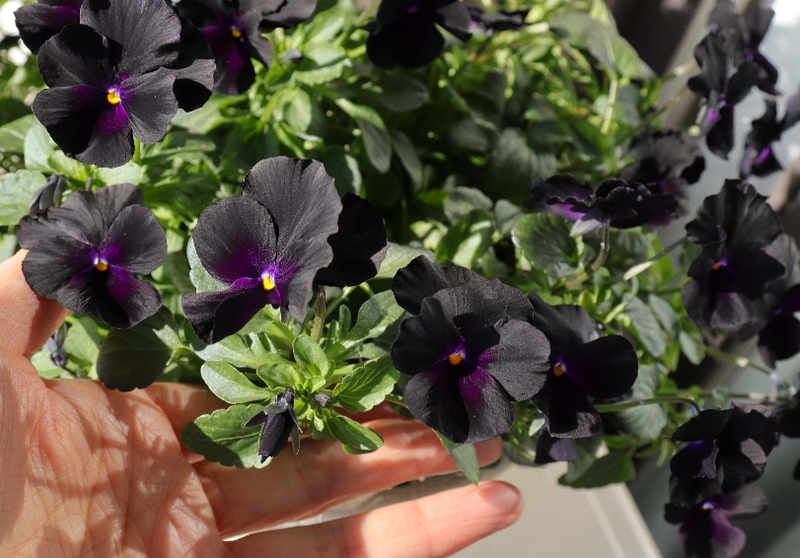 IMG_2575_copy_1024x683