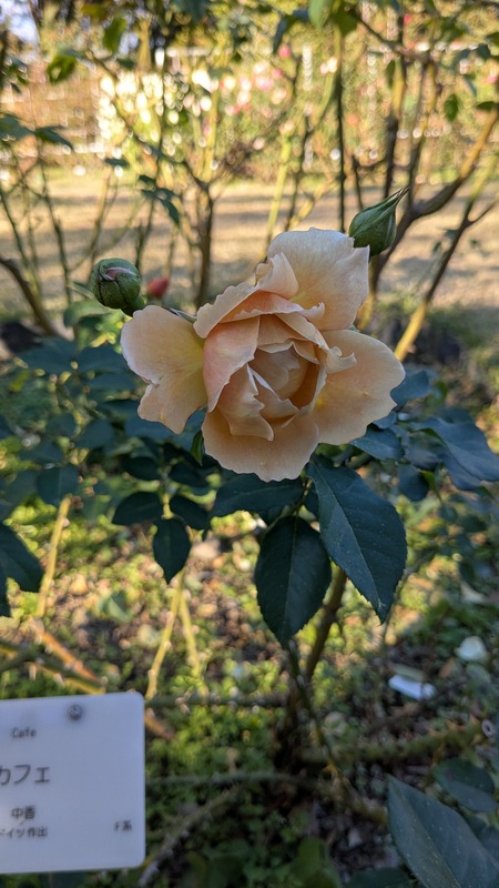 PXL_20251123_054419000